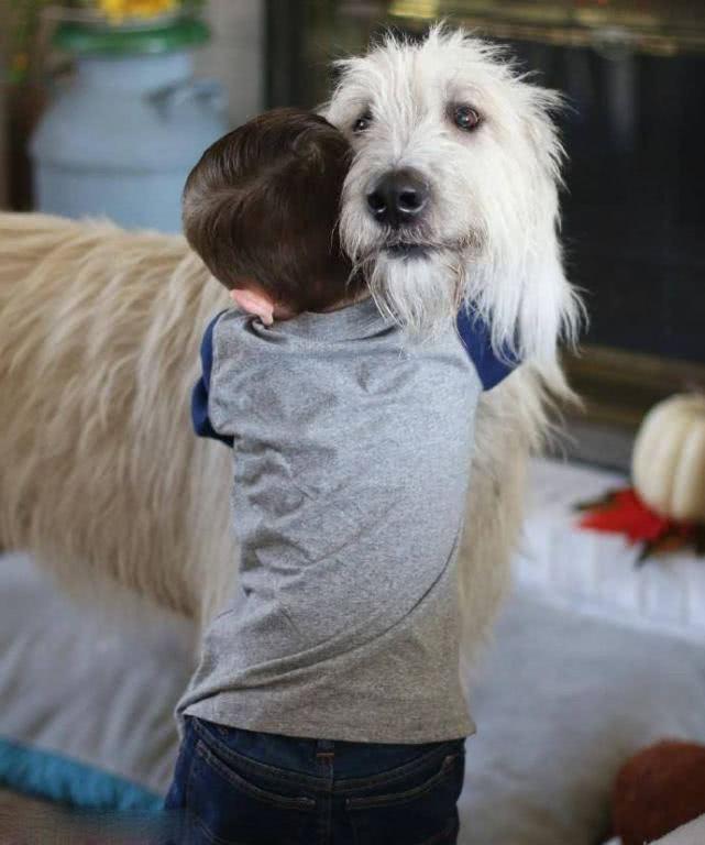 狗狗不是狼的对手? 爱尔兰国犬第一个表示不服! 杀狼可是它的工作
