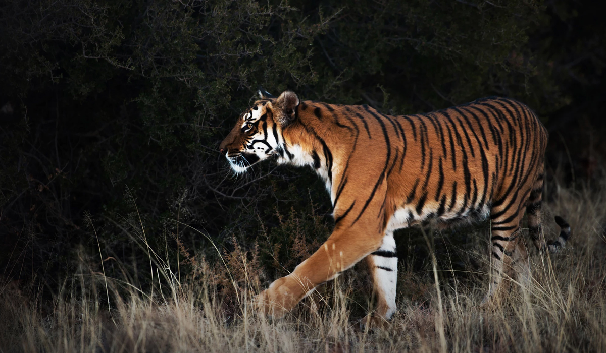 50年代湖南的“百虎围村”是真是假？能率领百虎的虎王存在吗？