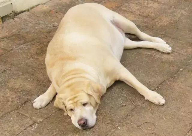 违反天性做导盲犬, 拉布拉多狗生是有多么不易