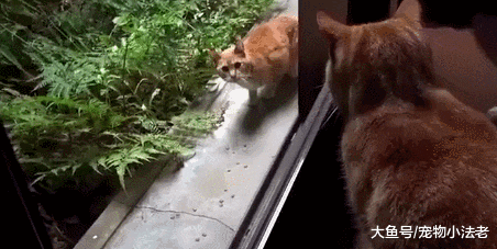 就是因为我是流浪猫，所以连活下去的资格也没有吗！