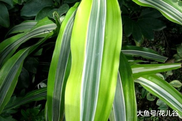 金边富贵竹叶子变绿色的原因以及解决方法