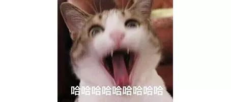 终极猫控听力试题！进来看看你能得几分？