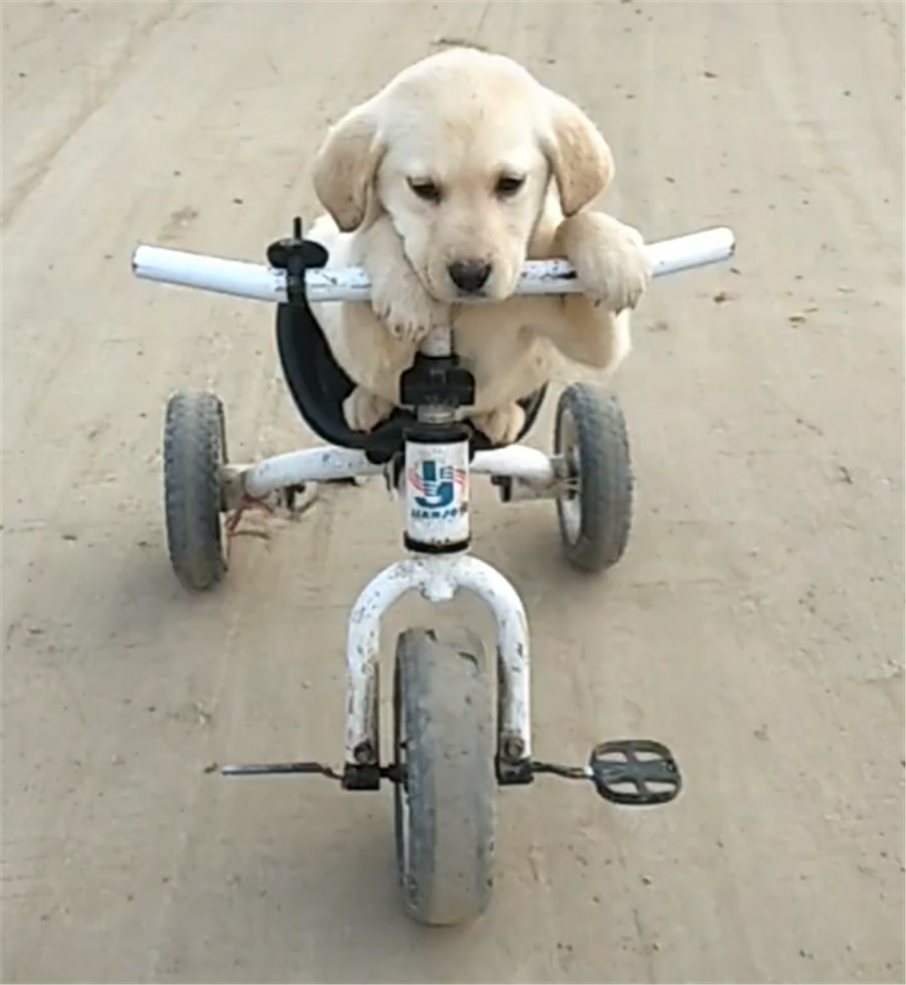 拉布拉多骑三轮车，掉进沟前还知道跳车，网友：一看就是老司机…