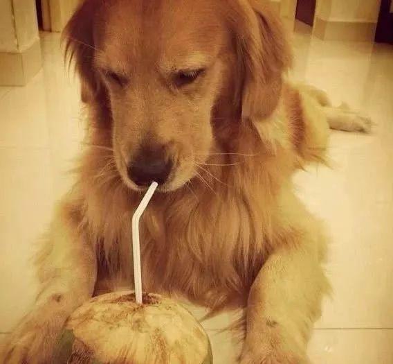 小金毛在外耍赖皮 主人叫来金毛妈妈后 金毛妈简单粗暴的拽着娃离开 太可爱了