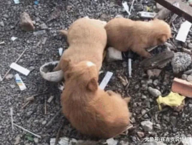 偷狗贼将战利品带到狗市，介绍价格后，男子：对不起，我是警察！