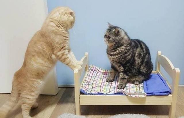 橘猫打不过狸花猫，于是它就装可怜，结局网友笑翻了