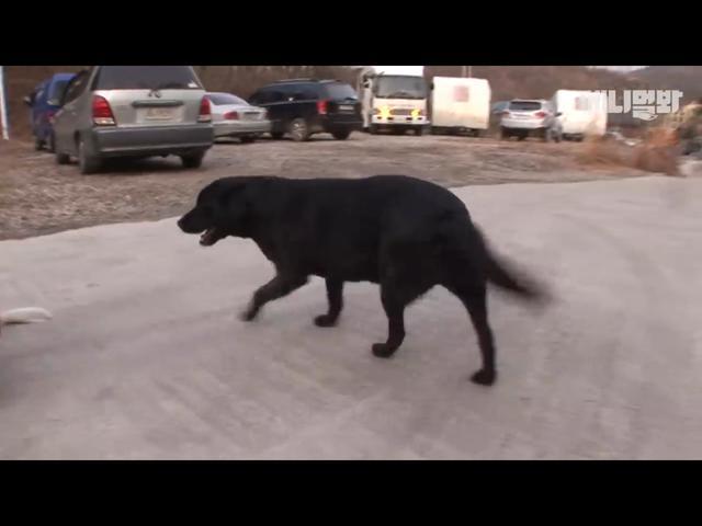 狗狗放下懷孕妻子，每天出門十個小時，被人戳穿是出去找別的母狗