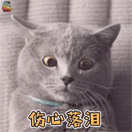 看着主人和新来的两只小猫相亲相爱 , 土著猫咪心里很不是滋味