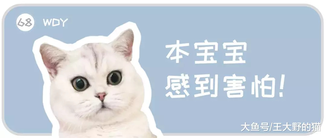 病毒顽强，致死率高达90%，让猫和主人措手不及的猫瘟如何预防？