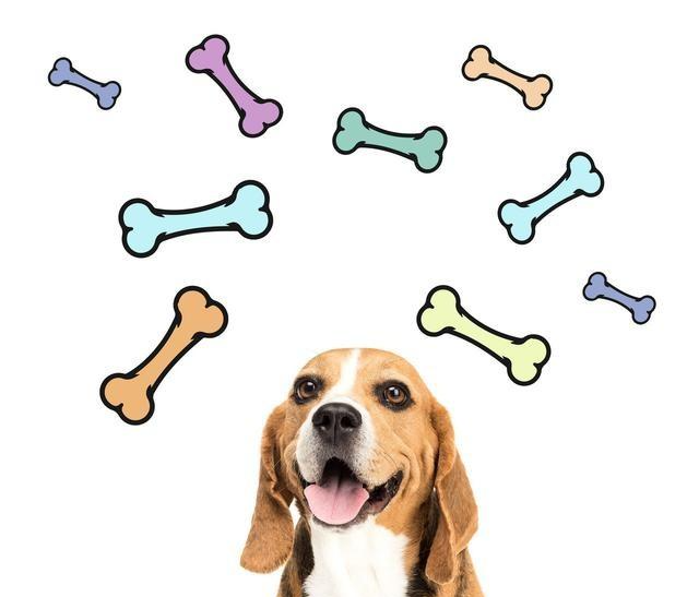 遛狗系不系牵引绳无所谓！反正牵引绳一点都不重要！