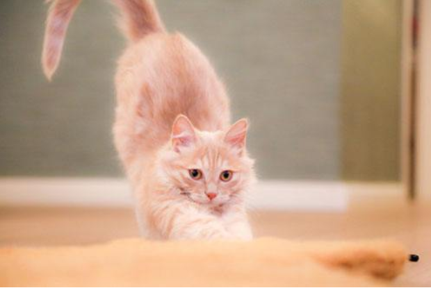 辟谣：猫咪的“美国翘臀”并不一定代表发情了，也可能是示好哦