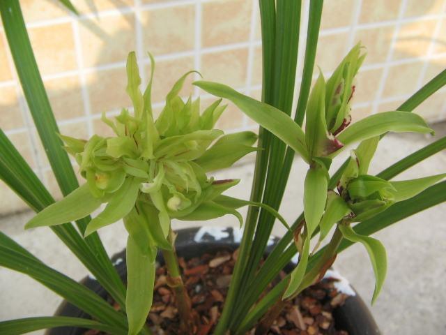 君子兰已经过时了，现在都养这种，一听这名字就富贵，好运不停