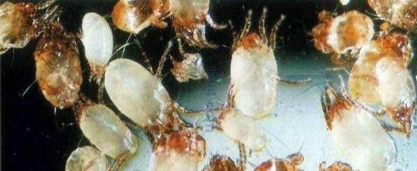 下巴出现这样的“白痘痘”要注意啦，这是螨虫的真身吗？你错了