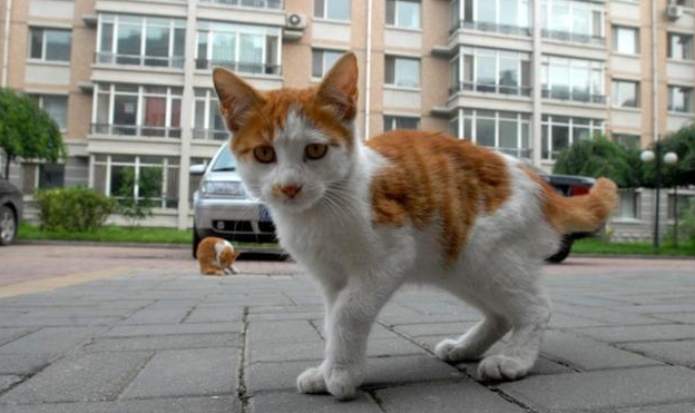 流浪猫眼睛被残忍缝上，网友直呼：没良心啊！