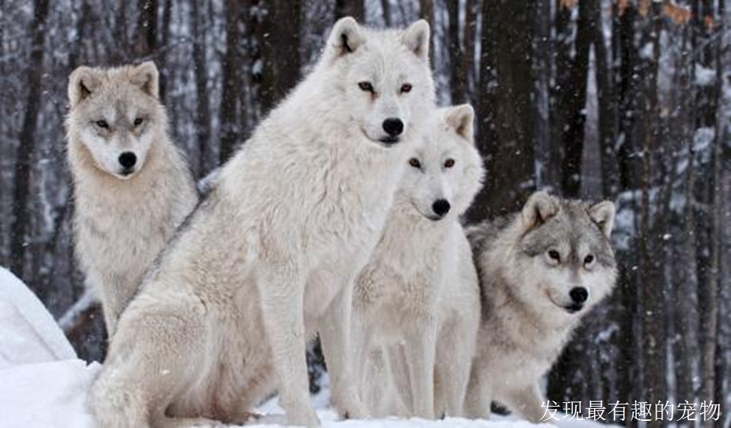 狼和狗是不是同一个物种？它们有什么不同？