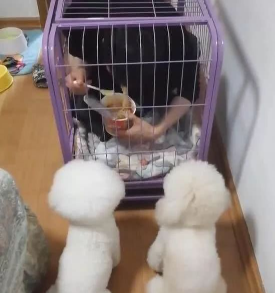 网友养了两只比熊后就没吃过一顿安稳饭，直到有一天它发现这东西