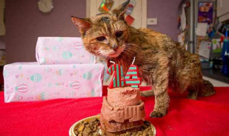 感觉生活在猫的世界里，只要睁眼，随处可见猫毛？就该这样打理
