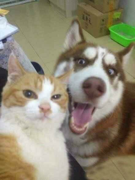 猫咪爱你的几大表现，你家主子有吗？