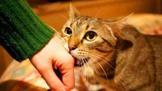 如何提高养猫幸福感——从改正猫咪这3种不良习惯开始