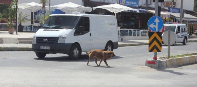 遛狗系不系牵引绳无所谓！反正牵引绳一点都不重要！