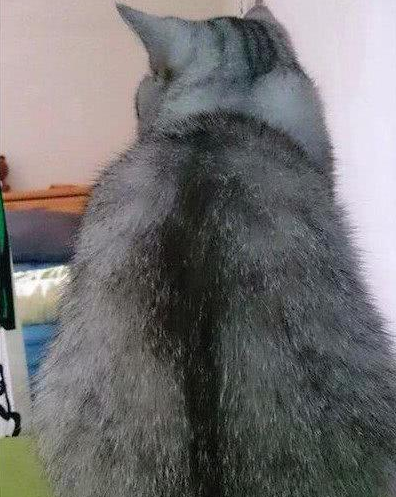 主人嫌猫咪太胖，于是就给它剃毛，当剃完以后，主人瞬间愣住了！