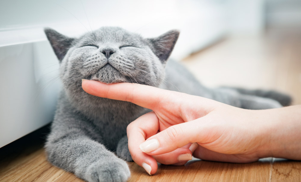 蓝猫多大了就可以洗澡了？给它洗澡需要注意那些事呢？