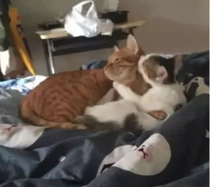 橘猫在家打架后被赶走，找到它时瘫坐在墙边，表情却让人气昏头