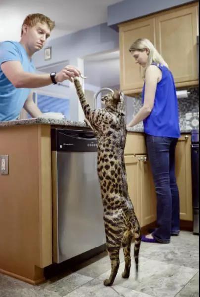 那些打破吉尼斯纪录的动物，第一个看着让人心疼，最后一个不能靠近