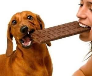 狗狗在家就能吃到的6种“毒药”，当心致命，铲屎官必读