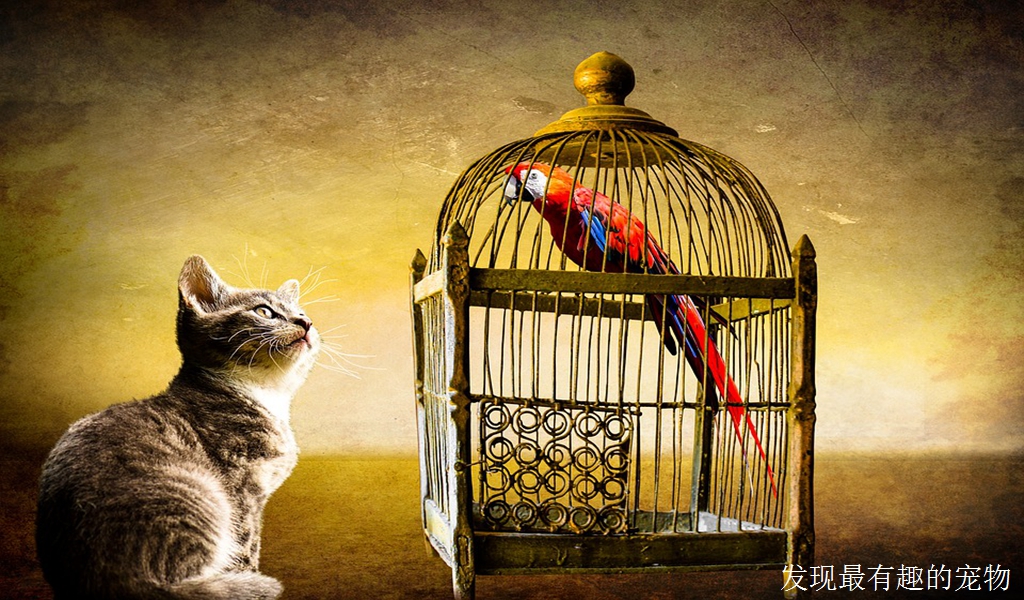 如何判定你是否有宠物痴迷的病态或者是行为问题