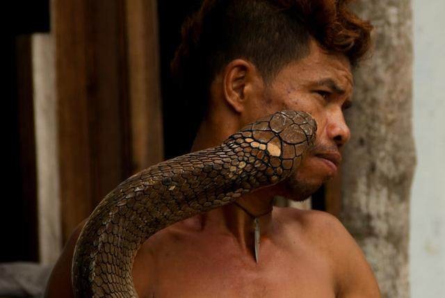 男子徒手抓眼镜王蛇，拔掉毒牙之后，当成宠物来饲养！