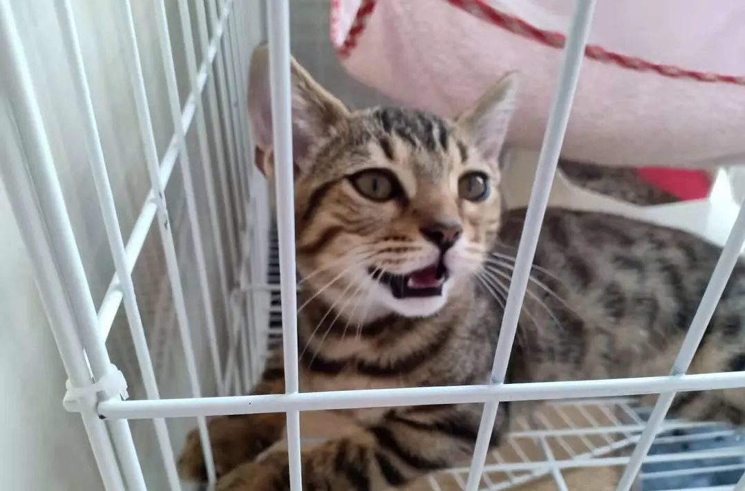 养猫如果不做这些，猫咪的攻击性会强很多，最后可能会让你受伤！