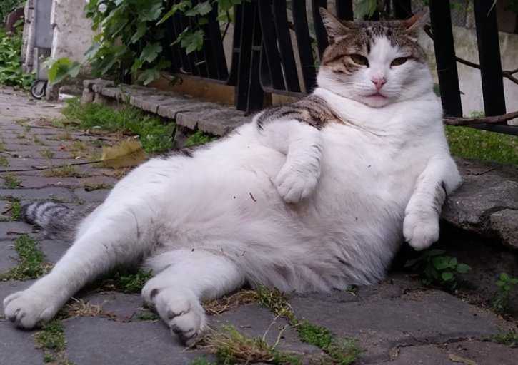 流浪猫太多晚上很扰民，姑娘出门抬头看，眼前的一幕让她不淡定了