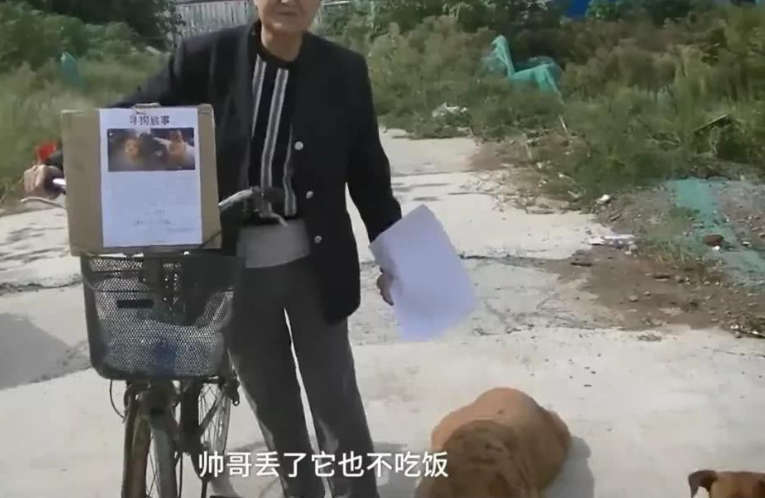 70岁婆婆街头寻找走失爱犬，金毛紧跟身旁，已2天不吃不喝！