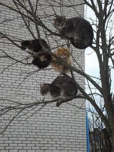 流浪猫太多晚上很扰民，姑娘出门抬头看，眼前的一幕让她不淡定了