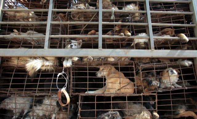 遛狗系不系牵引绳无所谓！反正牵引绳一点都不重要！