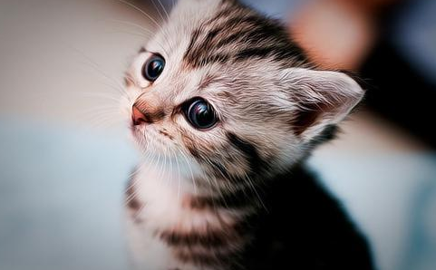 猫咪一般非常胆小！做好这些就能让新来到你家的小猫慢慢的接受你！