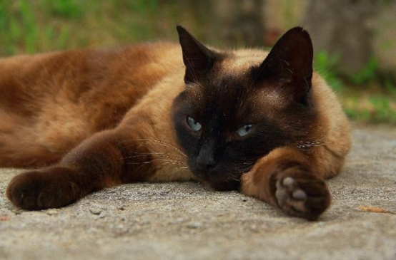 曾经皇家贵族猫，现被嫌挖煤的——“猫中之犬”暹罗猫：宝宝心里苦啊