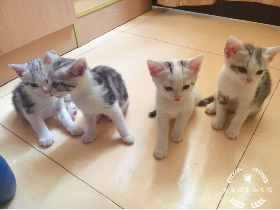 曾经皇家贵族猫，现被嫌挖煤的——“猫中之犬”暹罗猫：宝宝心里苦啊