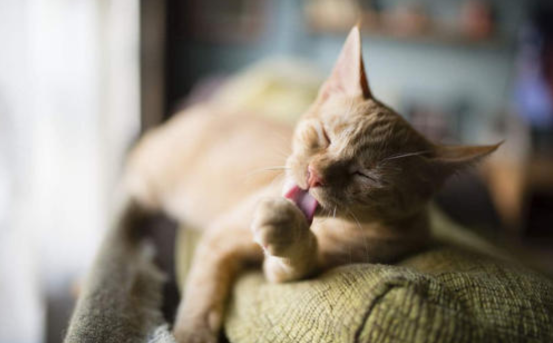 辟谣：猫咪舔毛只是为了清洁身体？不，还有这4点隐藏在其背后