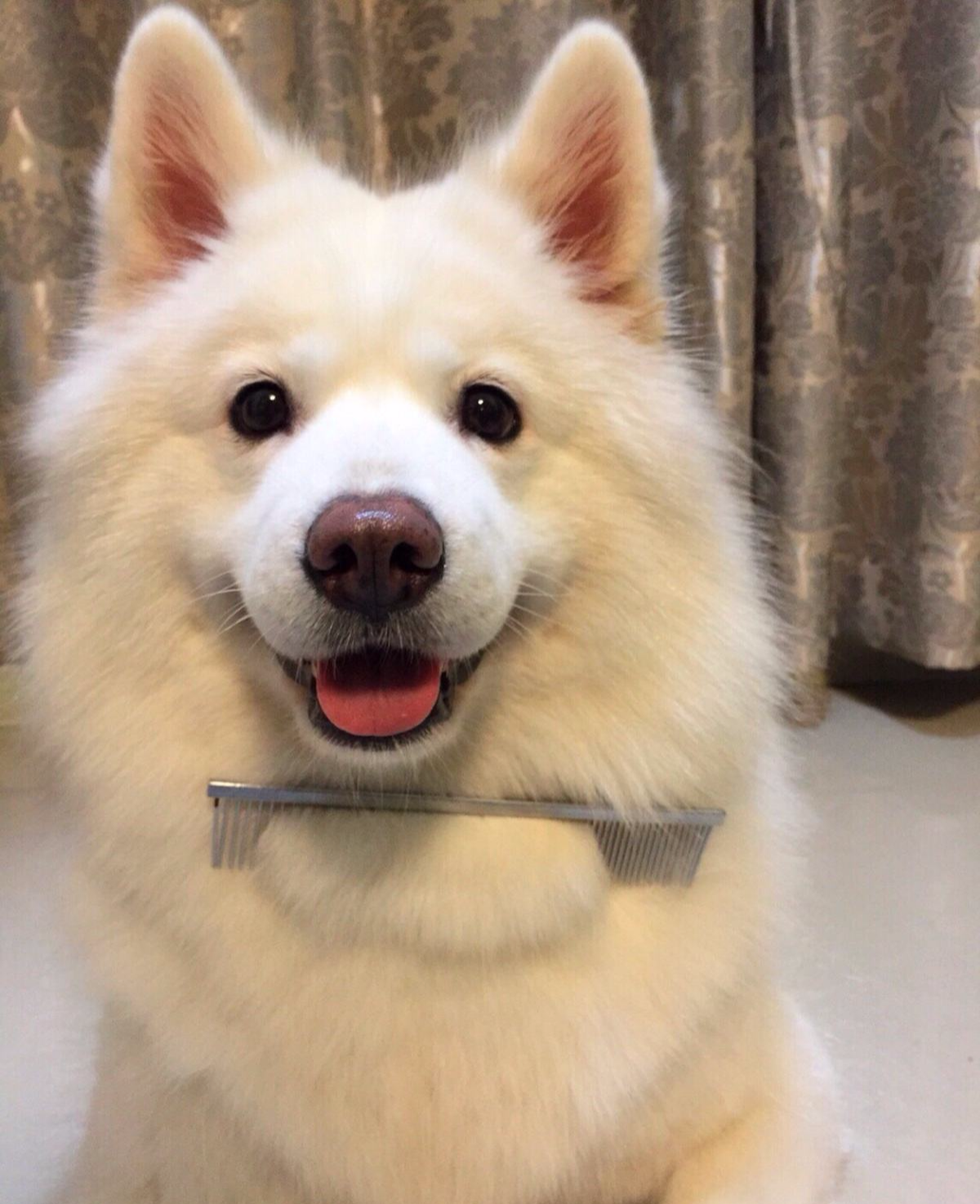 狗狗的暖心表现，让我觉得没有白养它