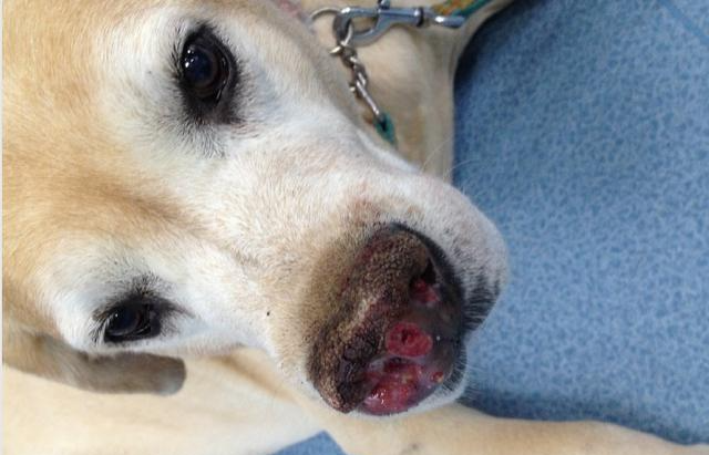 狗狗常见的7种癌症！症状近似日常疾病，通常发现就是晚期