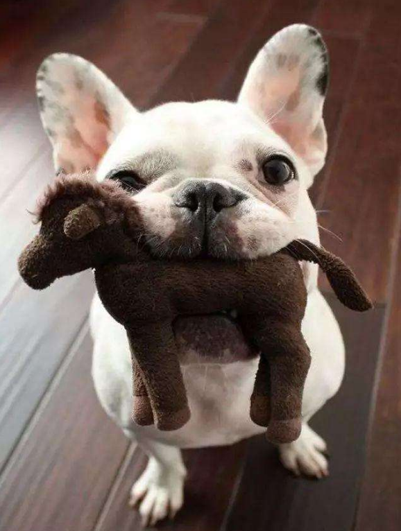 ?小警犬第一次执勤，害怕到紧抱警官大腿，小模样不要太可爱