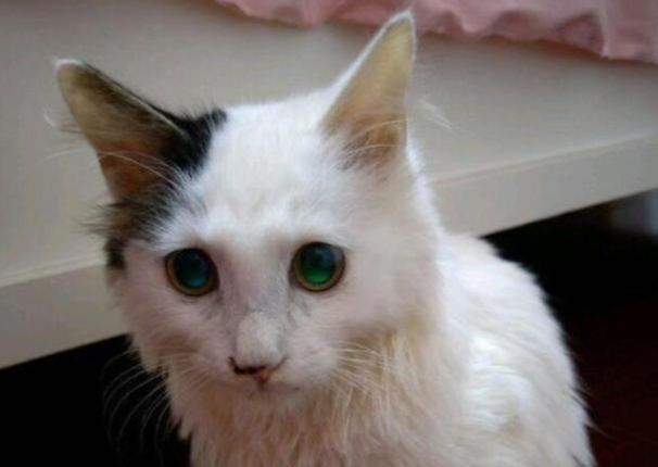 捡到严重摔伤的猫咪，应如何帮助它？喵星人身手灵活也需小心照看