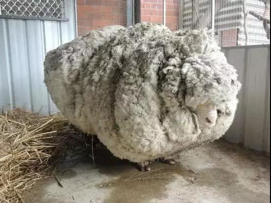 那些打破吉尼斯纪录的动物，第一个看着让人心疼，最后一个不能靠近