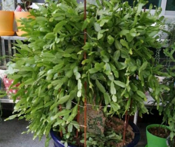 老汉养了一株仙人掌，辛苦照料十来年，如今好像成了“精”