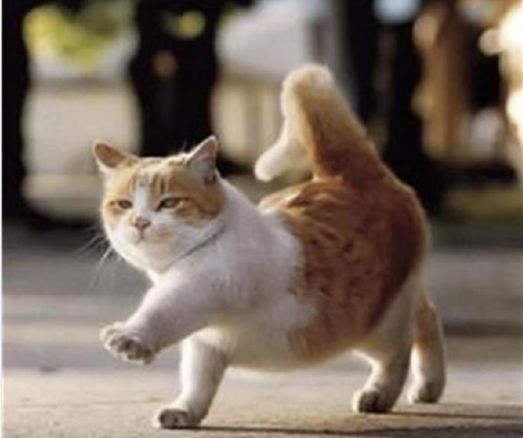 橘猫发胖的故事让人心酸