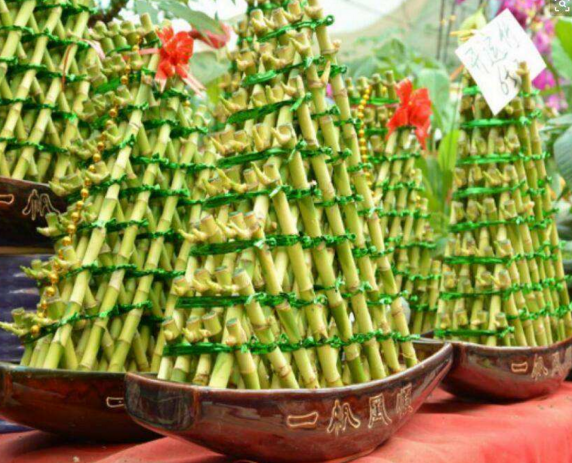 客厅电视柜适合养什么植物？老花农都推荐它们，防辐射还能养眼