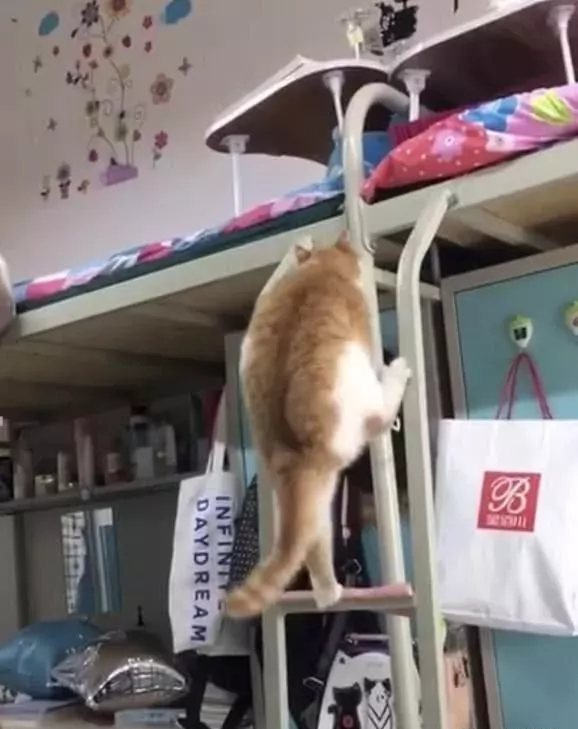 女生宿舍养橘猫被发现，猫咪因为太胖而藏不住！宿管阿姨都笑翻了