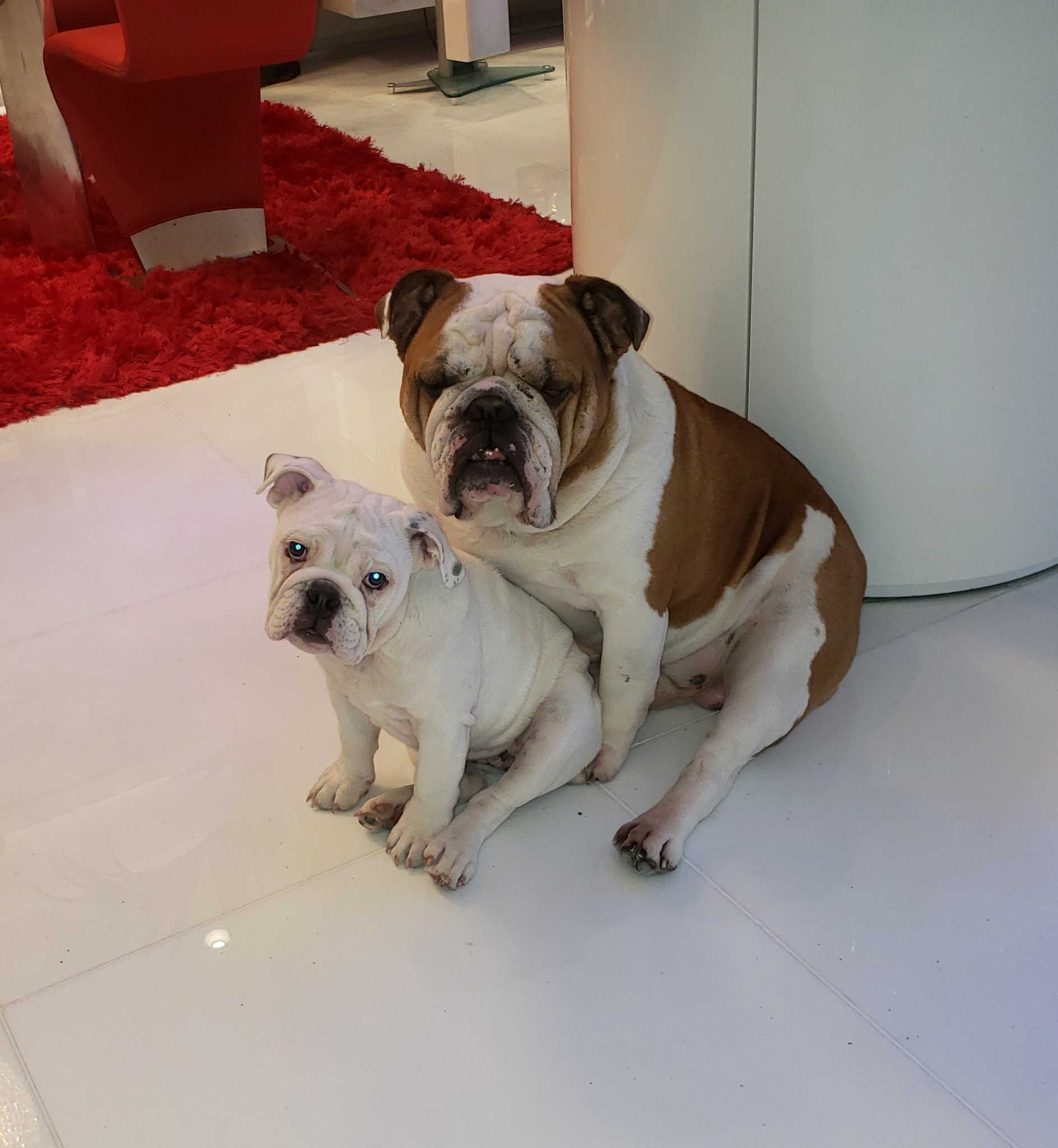 呆萌可爱的斗牛犬，应该怎么养？